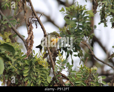Red-billed Leiothrix 2 août 2017 Hawai'i Banque D'Images