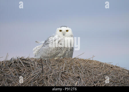 Harfang des neiges sur une balle de foin. Pris avant l'aube à Lake Andes National Wildlife Refuge, South Dakota, USA Banque D'Images