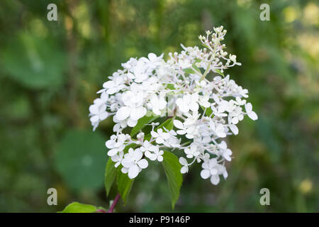 Hydrangea paniculata Vanille Fraise' fleurs. Banque D'Images