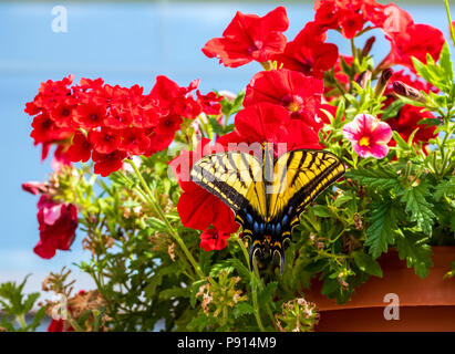 Grand Monarque ; jaune ; Monarque Danaus plexippus ; papillon ; asclépiade pollinisant les fleurs de jardin Banque D'Images