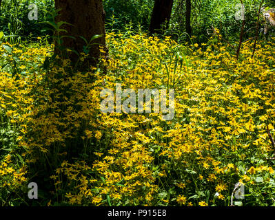 Arnica cordifolia Arnica Heartleaf ; ; ; ; la famille des Astéracées Tournesol fleurs sauvages en fleurs, le centre du Colorado, USA Banque D'Images