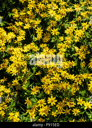 Arnica cordifolia Arnica Heartleaf ; ; ; ; la famille des Astéracées Tournesol fleurs sauvages en fleurs, le centre du Colorado, USA Banque D'Images