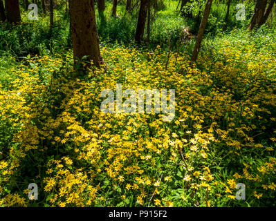 Arnica cordifolia Arnica Heartleaf ; ; ; ; la famille des Astéracées Tournesol fleurs sauvages en fleurs, le centre du Colorado, USA Banque D'Images