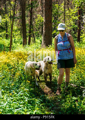 Randonnée femme avec deux chiens Golden Retriever de couleur platine entre Heartleaf Arnica Fleurs de tournesol ; sud ; Fooses Creek ; centre du Colorado USA Banque D'Images