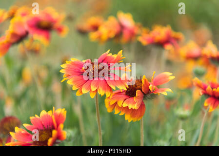 Blanketflowers commun jaune et rouge (Gaillardia aristata) fleurit en été Banque D'Images