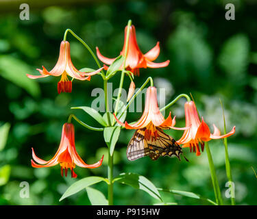 Un tigre de l'Est à l'intérieur d'alimentation papillon du machaon une orange Canada Lily dans les Adirondack NY USA désert Banque D'Images