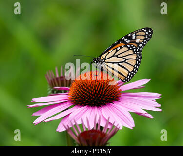Le monarque (Danaus colorés plesippus) se nourrissant de pourpre dans le jardin en spéculateur, New York, NY USA Banque D'Images