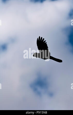 Cerf rouge cacatoès noir vol en silhouettewings a soulevé l'ouest de l'Australie l'Australie Banque D'Images