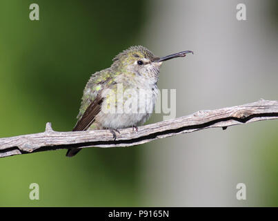 Colibri d'Anna Novembre 10th, 2015 Santa Rita Lodge, Madera Canyon, Arizona Banque D'Images