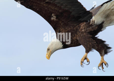 Pygargue à tête blanche adulte rendant une attaque sur un Mew Gull à Potter's Marsh à l'extérieur d'Anchorage, Alaska Mai 19th, 2014 Banque D'Images