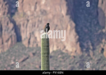 Harris's Hawk sur un grand cactus Saguaro Décembre 10th, 2010 Saguaro National Park Banque D'Images