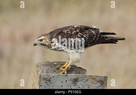 Buse à queue large mangeant une sauterelle. Prise dans le Dakota du Sud, États-Unis Banque D'Images