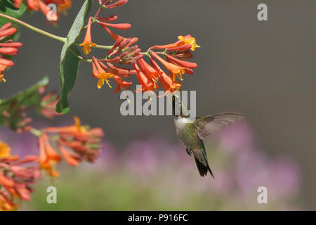 Un Colibri à gorge rubis mâle visitant un chèvrefeuille orange dans un jardin de banlieue dans la région de Brandon, le Dakota du Sud le 09 juin, 2008 Banque D'Images