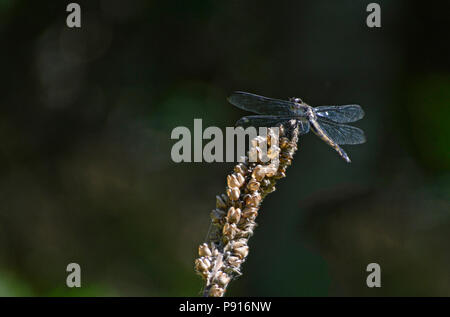 Close up of a Dragon Fly assis sur une tige. Banque D'Images