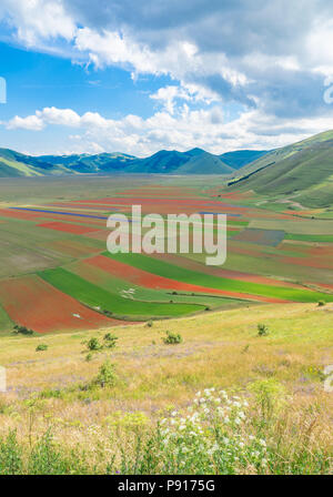 Castelluccio di Norcia, Ombrie, Italie (2018) - La célèbre floraison paysage avec beaucoup de couleurs, dans les hautes terres de montagnes de Sibillini, Italie centrale Banque D'Images