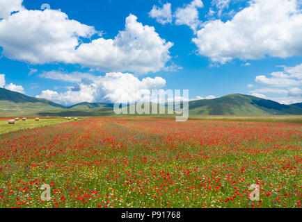 Castelluccio di Norcia, Ombrie, Italie (2018) - La célèbre floraison paysage avec beaucoup de couleurs, dans les hautes terres de montagnes de Sibillini, Italie centrale Banque D'Images