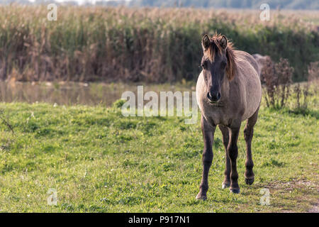 Portrait d'un cheval konik debout dans l'Oostvaardersplassen aux Pays-Bas. Dans l'arrière-plan est reed et de l'eau. Banque D'Images