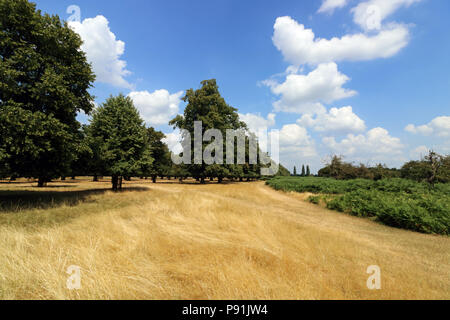 Bushy Park London England UK. 14 juillet 2018. L'herbe très sèche Bushy Park à l'ouest de Londres sur un autre chaude journée d'été. Credit : Julia Gavin/Alamy Live News Banque D'Images