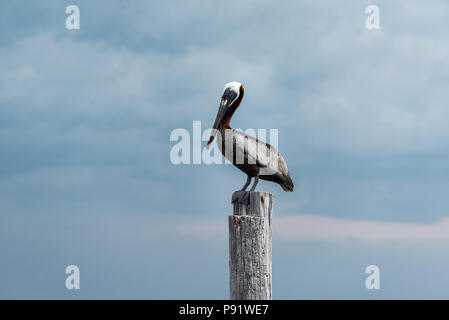 Un pélican brun perché sur un poteau de bois sur la plage. Banque D'Images