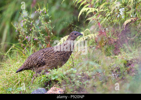 Tragopan satyre Tragopan satyra à Pangolakaha ou Wildlife Sanctuary au Zuluk au Sikkim Himalaya, Inde Banque D'Images