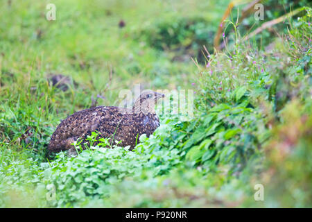 Tragopan satyre Tragopan satyra à Pangolakaha ou Wildlife Sanctuary au Zuluk au Sikkim Himalaya, Inde Banque D'Images