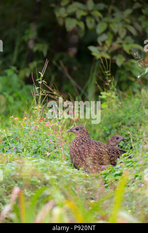 Tragopan satyre Tragopan satyra à Pangolakaha ou Wildlife Sanctuary au Zuluk au Sikkim Himalaya, Inde Banque D'Images