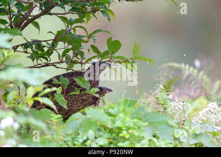 Tragopan satyre Tragopan satyra à Pangolakaha ou Wildlife Sanctuary au Zuluk au Sikkim Himalaya, Inde Banque D'Images