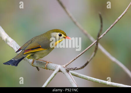 Red-billed leiothrix (Leiothrix lutea) dans le Sikkim Himalaya Inde Banque D'Images