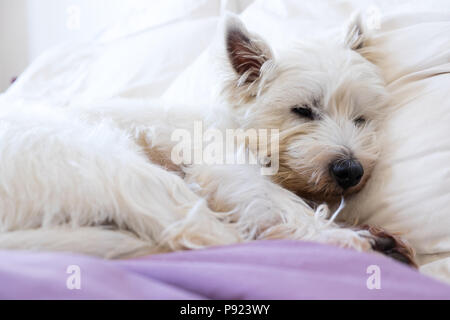 Animaux domestiques acceptés hébergement : West Highland White Terrier westie chien endormi sur les oreillers et la couette sur le lit Banque D'Images