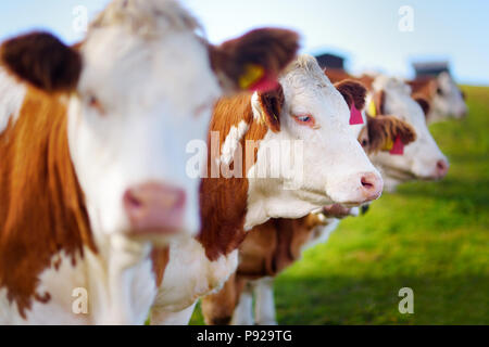 Vaches dans Siusi, la plus grande prairie alpine de haute altitude en Europe, de superbes montagnes rocheuses en arrière-plan. La province du Tyrol du sud de l'Italie, Dolo Banque D'Images