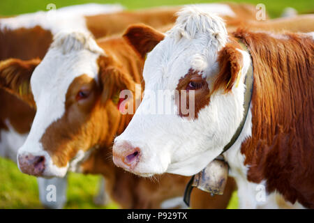 Vaches dans Siusi, la plus grande prairie alpine de haute altitude en Europe, de superbes montagnes rocheuses en arrière-plan. La province du Tyrol du sud de l'Italie, Dolo Banque D'Images