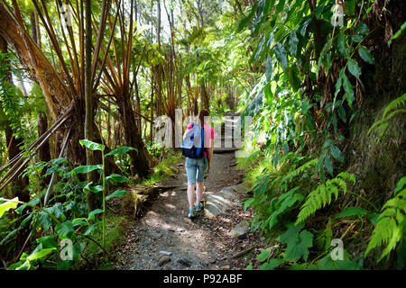 Randonnées touristiques sur le Kilauea Iki trail dans le parc national des volcans dans la grande île d'Hawaï. Sentier mène à travers la forêt tropicale luxuriante le long de la jante du Kilauea Banque D'Images