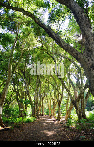 Très beau sentier à travers la forêt tropicale humide menant à Honolua Bay Beach, Maui, Hawaii, USA Banque D'Images