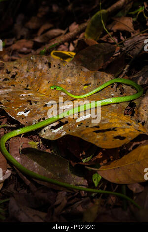 La faune du Panama avec un serpent de vigne vert, Oxybeli fulgidus, sur le fond de la forêt tropicale dans le parc national de Chagres, le long de l'ancien Camino Real Trail, Panama. Banque D'Images