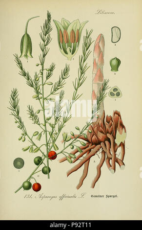 Flora von Deutschland, Österreich und der Schweiz. Zezschwitz,Gera,1903- http://biodiversitylibrary.org/page/12306700 470 Le professeur Thomé's Flora von Deutschland, Österreich und der Schweiz, dans Wort und Bild, für Schule und Haus ; mit ... Tafeln ... von Walter Müller (Pl. 131) (7845404446) Banque D'Images