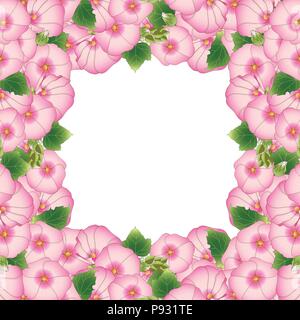 Alcea rosea rose Border - roses trémières, Aoi dans la famille des Malvacées. isolé sur fond blanc. Vector Illustration. Illustration de Vecteur