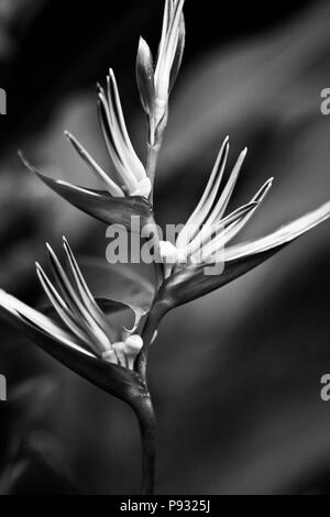 Fleurs TROPICALES sont une partie du charme de notre chambre une jungle lodge dans la forêt tropicale près de Parc national de Khao Sok - SURATHANI PROVENCE, THAÏLANDE Banque D'Images