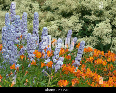 Delphiniums 'Moon light" et l'Alstroemeria communément appelée la fleur de lis péruviens border Juillet Norfolk Banque D'Images