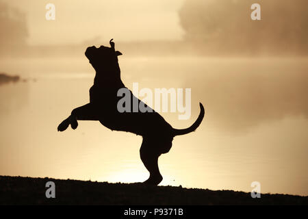 Silhouette d'un chien boxer allemand Banque D'Images