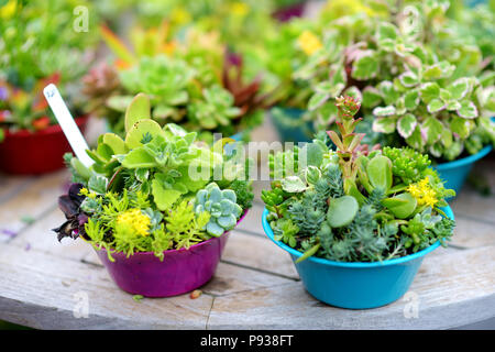 Différents type de plantes succulentes vendues à l'Alii Kula Lavender Farm sur Maui, Hawaii, USA Banque D'Images