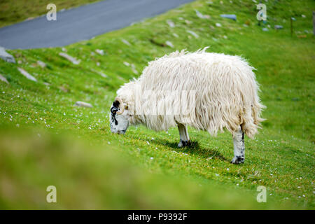 Marqués avec des moutons pâturage colorant colorés dans de verts pâturages. Moutons et agneaux bébé adultes alimentation dans des prés verts de l'Irlande. Banque D'Images