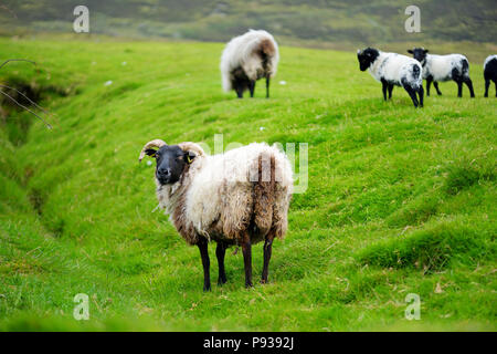 Marqués avec des moutons pâturage colorant colorés dans de verts pâturages. Moutons et agneaux bébé adultes alimentation dans des prés verts de l'Irlande. Banque D'Images