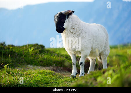 Marqués avec des moutons pâturage colorant colorés dans de verts pâturages. Moutons et agneaux bébé adultes alimentation dans des prés verts de l'Irlande. Banque D'Images