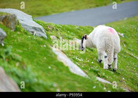 Marqués avec des moutons pâturage colorant colorés dans de verts pâturages. Moutons et agneaux bébé adultes alimentation dans des prés verts de l'Irlande. Banque D'Images