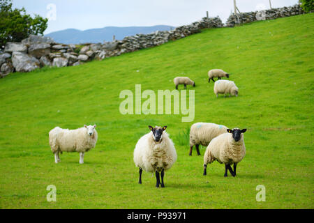 Marqués avec des moutons pâturage colorant colorés dans de verts pâturages. Moutons et agneaux bébé adultes alimentation dans des prés verts de l'Irlande. Banque D'Images