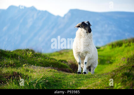 Marqués avec des moutons pâturage colorant colorés dans de verts pâturages. Moutons et agneaux bébé adultes alimentation dans des prés verts de l'Irlande. Banque D'Images