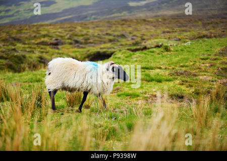 Marqués avec des moutons pâturage colorant colorés dans de verts pâturages. Moutons et agneaux bébé adultes alimentation dans des prés verts de l'Irlande. Banque D'Images