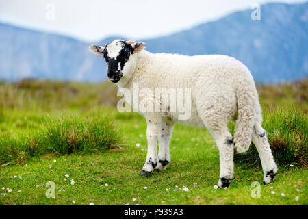 Marqués avec des moutons pâturage colorant colorés dans de verts pâturages. Moutons et agneaux bébé adultes alimentation dans des prés verts de l'Irlande. Banque D'Images