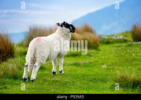 Marqués avec des moutons pâturage colorant colorés dans de verts pâturages. Moutons et agneaux bébé adultes alimentation dans des prés verts de l'Irlande. Banque D'Images