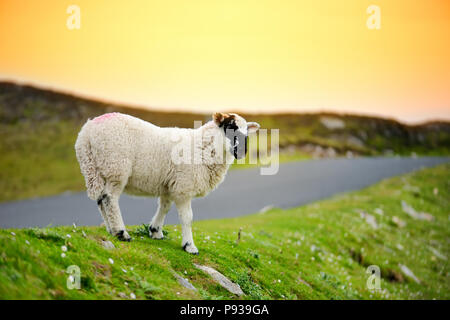 Marqués avec des moutons pâturage colorant colorés dans de verts pâturages. Moutons et agneaux bébé adultes alimentation dans des prés verts de l'Irlande. Banque D'Images